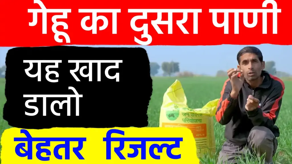 गेहूँ की फसल में दूसरे पानी के साथ डालें यह ‘ताकतवर’ खाद; पीलापन होगा दूर और मिलेगी रिकॉर्ड पैदावार
