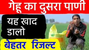 गेहूँ की फसल में दूसरे पानी के साथ डालें यह ‘ताकतवर’ खाद; पीलापन होगा दूर